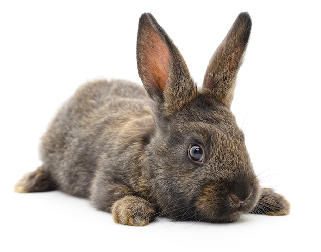 Image isolée d'un lapin brun