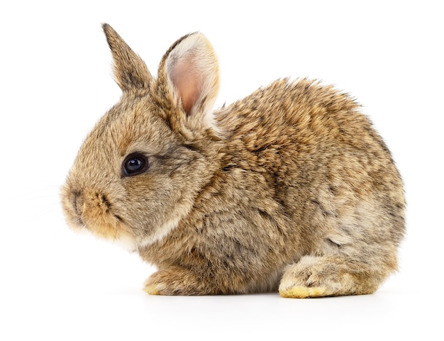 Image isolée d'un lapin brun.