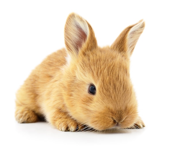 Image isolée d'un lapin brun.