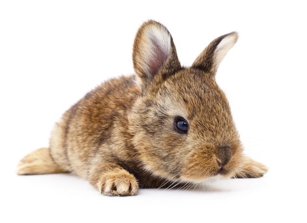 Image isolée d'un lapin brun.