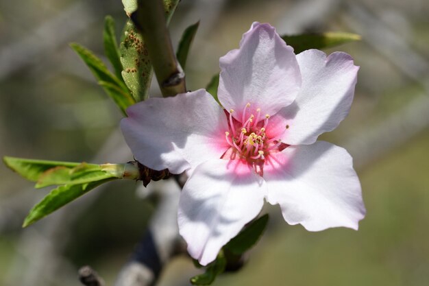 Image d'une jolie fleur d'amandier