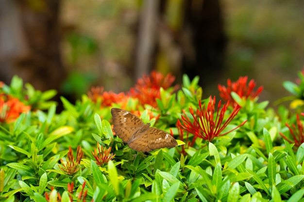 Image juteuse lumineuse. Un papillon tropical recueille le nectar des fleurs du jardin. Volet d'aile incroyablement lent.