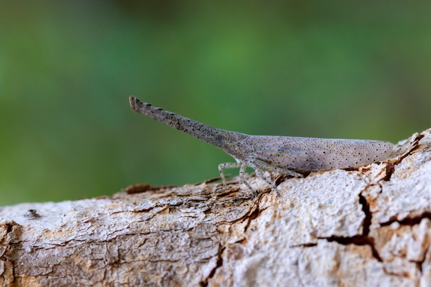 Image de la lanterne bug ou Zanna sp sur l'arbre. Insecte. Animal