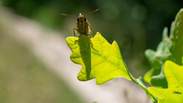 Image de larve de libellule séchée sur des feuilles vertes Animal insecte