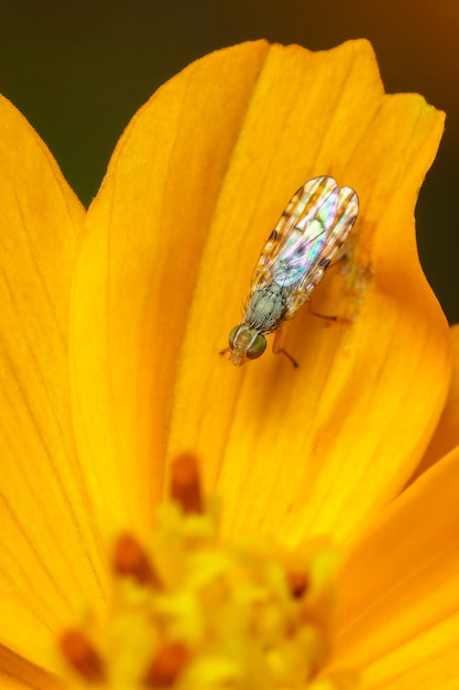 Image de larves Spottedwinged Fly Neotephritis finalis sur une fleur jaune sur fond de nature animal insecte