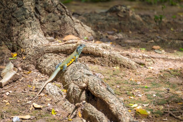 Image de lézard Agama papillon (Leiolepis Cuvier) sur fond de nature.