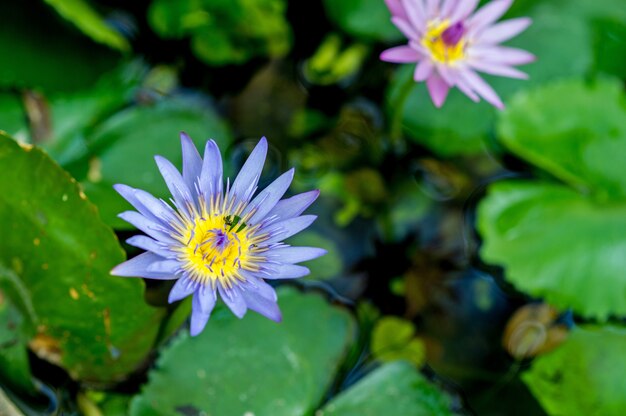 L&#39;image de lotus qui se produit naturellement dans l&#39;eau Concept de vue Lotus Avec espace de copie