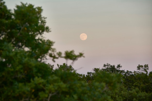 Image de lune rouge au crépuscule filtrée par quelques arbres d'une forêt