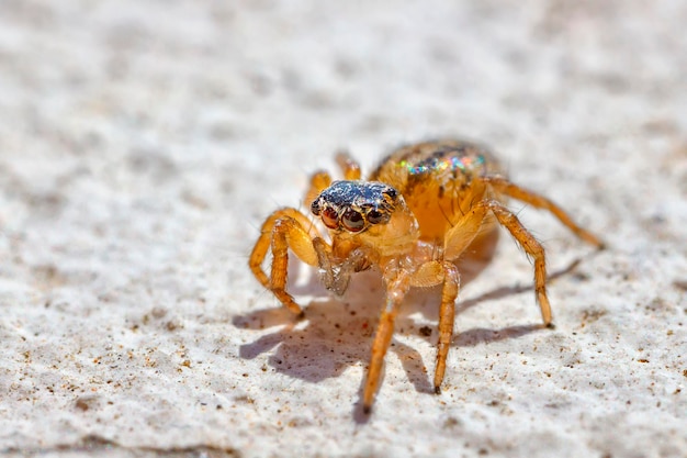 Image macro d'une araignée sauteuse Gros plan sur un animal et un insecte