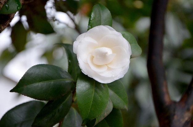Image macro d'un bourgeon de camélia blanc dans le jardin