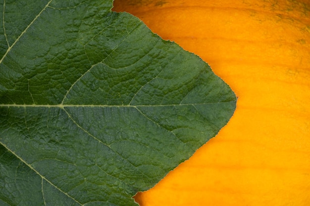 Image macro de citrouille avec feuille verte