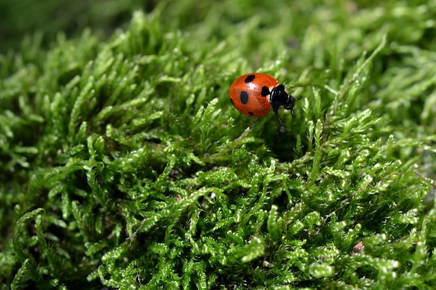 image macro d'une coccinelle sur de la mousse verte