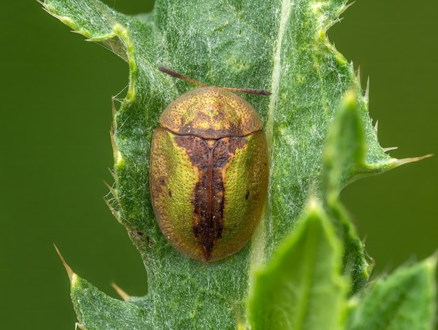 Image macro coléoptère tortue colorée sur feuille verte