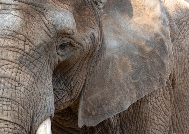 Photo image macro d'un éléphant avec un focus sur l'œil closeup des yeux d'un éléphant oreilles défenses