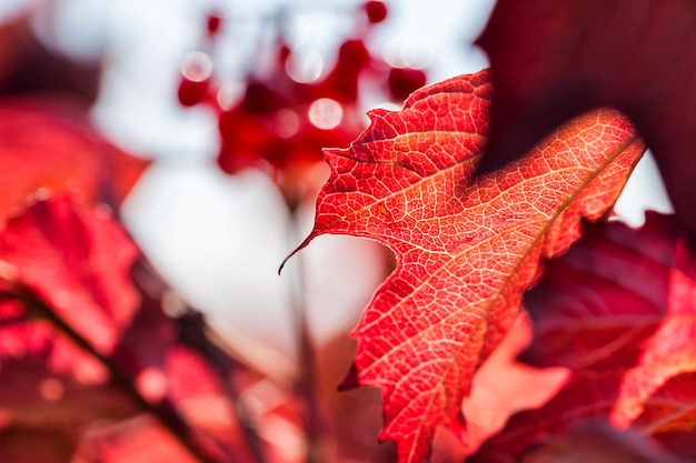 Image macro de feuilles d'automne rouges avec une faible profondeur de champ. Beau fond d'automne.