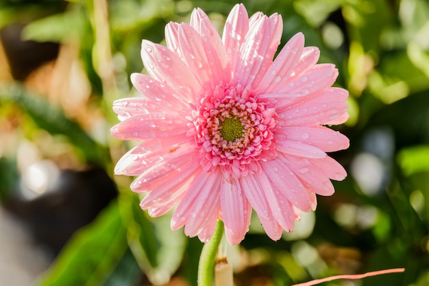 Image de macro de fleurs de chrysanthème rose