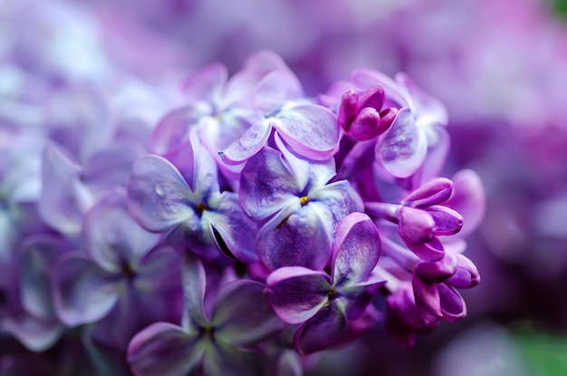 Image macro de fleurs lilas violet doux de printemps, fond floral saisonnier naturel. Peut être utilisé comme carte de vœux avec espace de copie.