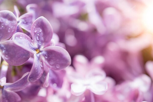 Image macro de fleurs lilas violet doux de printemps, fond floral saisonnier naturel.