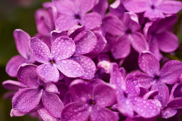 Image macro de fleurs lilas violettes douces de printemps, fond floral saisonnier naturel. Peut être utilisé comme carte de vacances avec espace de copie.
