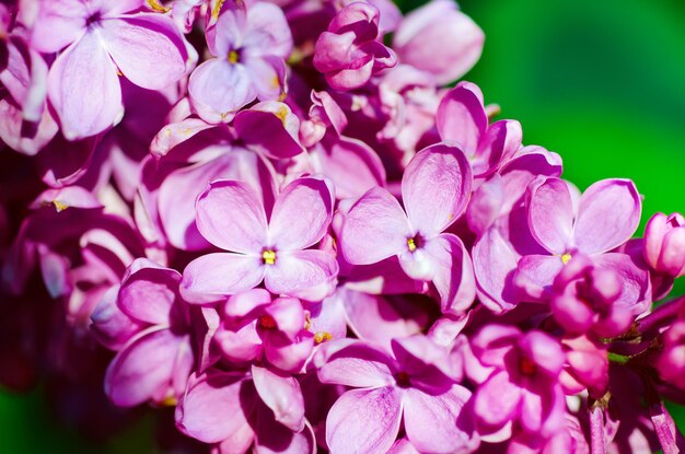 Image macro de fleurs lilas violettes douces de printemps fond floral saisonnier naturel