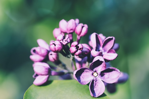 Image macro de fleurs lilas violettes douces de printemps fond floral saisonnier naturel