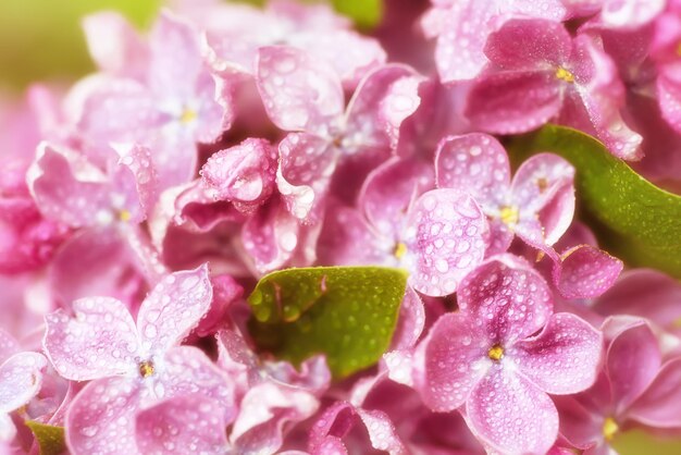 Image macro de fleurs lilas violettes douces de printemps avec des gouttes d'eau fond floral saisonnier naturel Peut être utilisé comme carte de vacances avec espace de copie