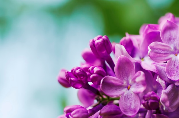 Image macro de fleurs violettes lilas printanières fond floral doux abstrait