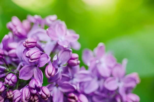 Image macro de fleurs violettes lilas printanières fond floral de pâques