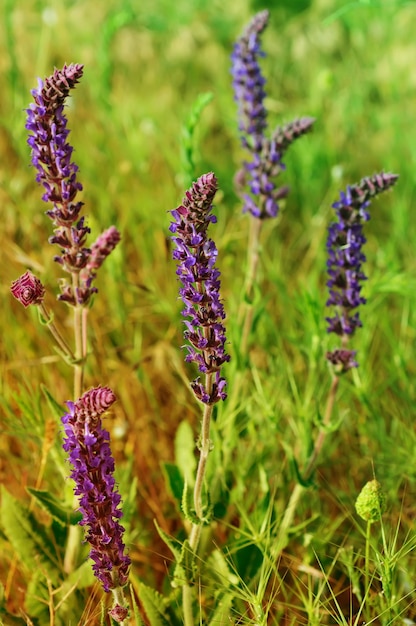 Image de macro fond floral violet fleur de prairie