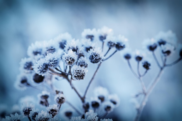 Image de macro de fond d'hiver vintage naturel plante de prairie gelée