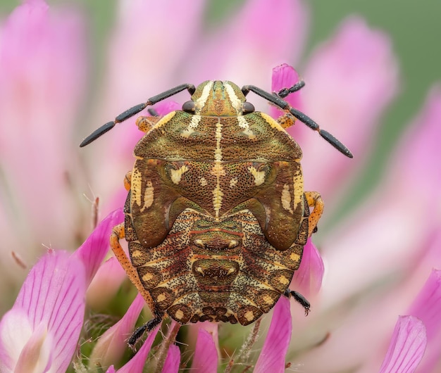 Photo image macro en lumière naturelle d'un spécimen isolé de punaise marbrée brune halyomorpha halys