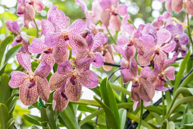 Image de macro d&#39;orchidée pourpre (Mokara) dans la ferme.