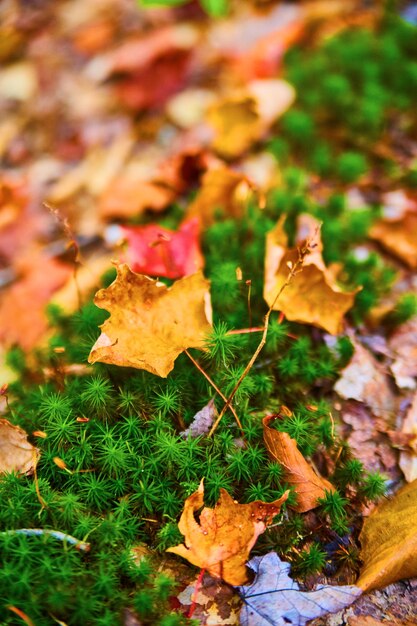 Image de macro de sol forestier avec des feuilles d'automne et des plantes de mousse verte