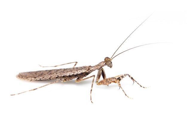 image de mante d'écorce camouflée sur fond blanc. insecte. animal.