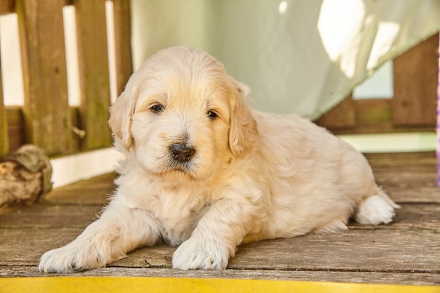 Image de mignon chiot Goldendoodle fixant à l'ombre des meubles en bois