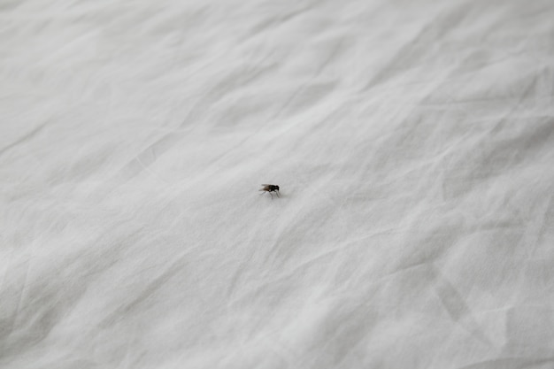 Image minimale de petite mouche sur une feuille de tissu blanche.