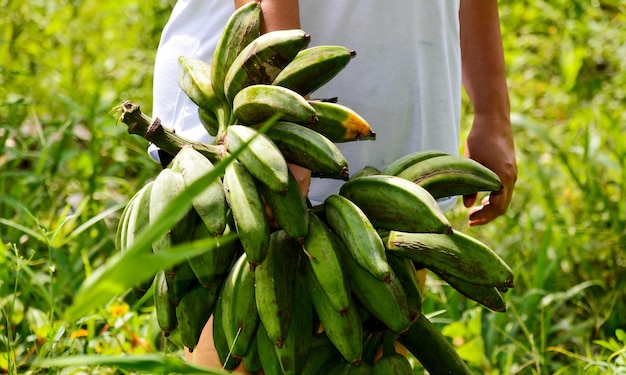 L'image montre une partie du corps portant un régime de bananes sur la ligne des hanches