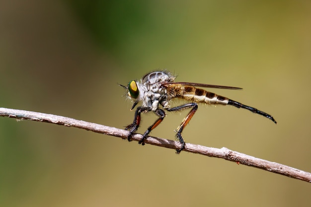 Image d'une mouche voleuse (Asilidae) sur une branche sur le naturel. Insecte. Animal.