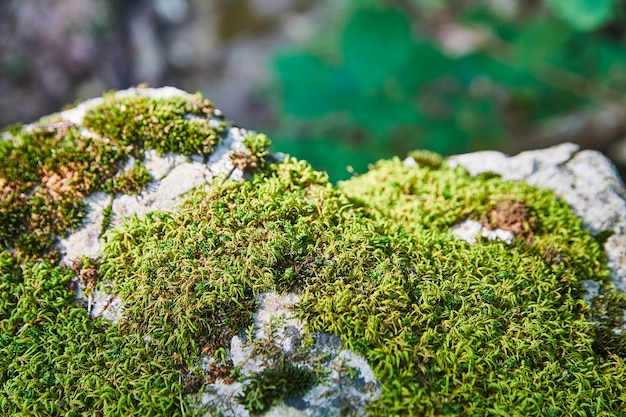 Image de la mousse verte minuscule ou des lichens se reposent au sommet d'un rocher