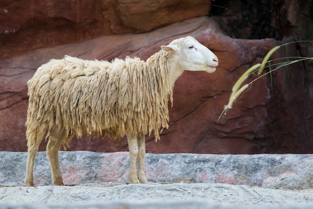 Image d'un mouton brun. Animaux de ferme