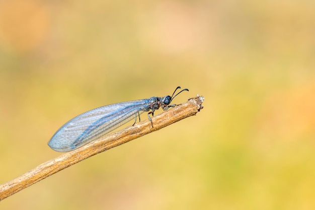 Image de myrmeleon formicarius perché sur une branche sur fond de nature Antlion Insect