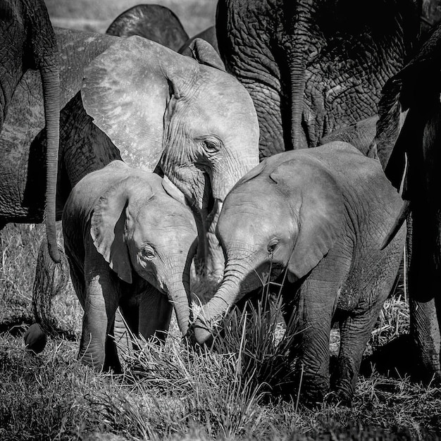Image en noir et blanc d'une famille d'éléphants d'Afrique dans le Parc National d'Amboseli au Kenya