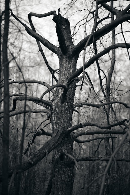 Image en noir et blanc d'une forêt de pins brûlée après un violent incendie. Un look d'Halloween effrayant.