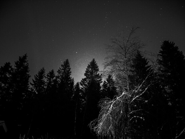 Photo une image en noir et blanc d'une forêt