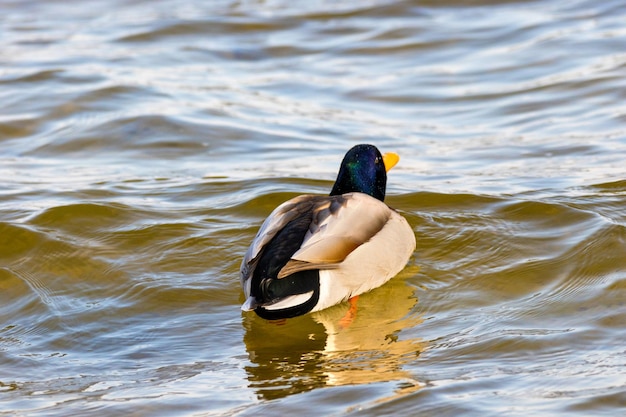 image d'un oiseau un drake sauvage nage le long de la rivière