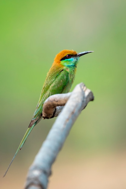 Image d'oiseau guêpier vert (Merops orientalis) sur une branche d'arbre sur fond de nature. Oiseau. Animaux.