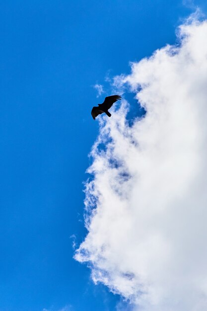 Photo image d'oiseau noir comme un vautour ou un corbeau contre un ciel bleu et un jour de nuage blanc