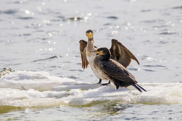 image d'un oiseau de Phalacrocorax auritus flottant sur une banquise sur une rivière