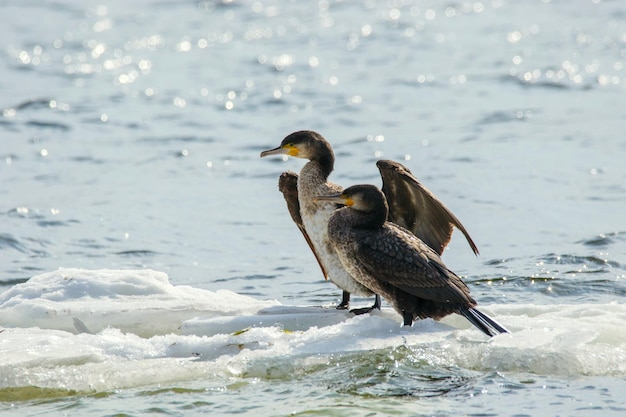 image d'un oiseau de Phalacrocorax auritus flottant sur une banquise sur une rivière