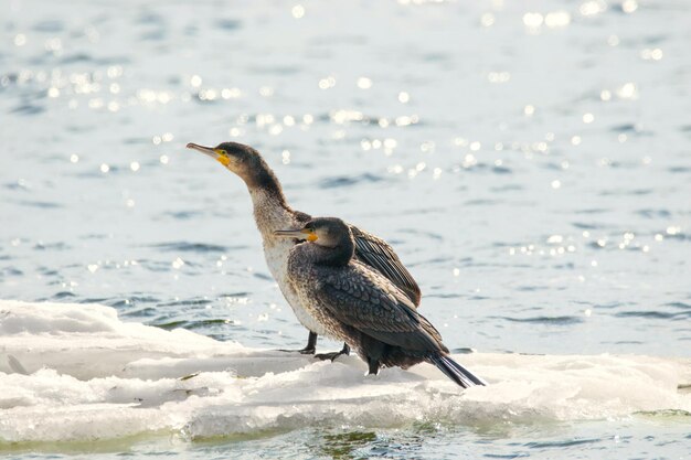 image d'un oiseau de Phalacrocorax auritus flottant sur une banquise sur une rivière